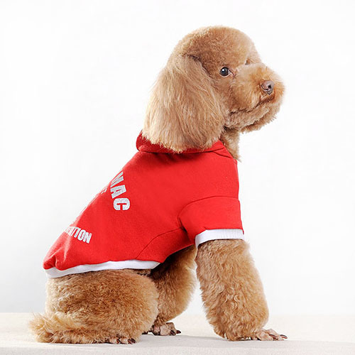 Chemise en dentelle Pet Lady